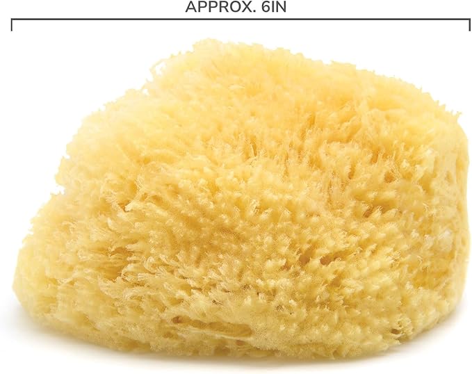 Neptune Caribbean Sea Sponge, Hand Cut, Large, Approx. 6-7 inches (Pack of 2)