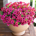 HyeFlora Artificial Flowers for Outdoor Indoor Garden Home Decoration, Faux Flower Daisy with Eucalyptus Leaves Fake Plants Greenery Boxwood Porch Patio, 12 Bundles (Rose Red)