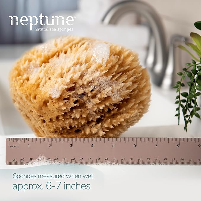Neptune Caribbean Sea Sponge, Hand Cut, Large, Approx. 6-7 inches